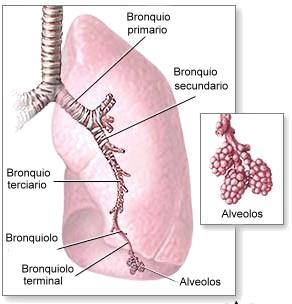 los-pulmones