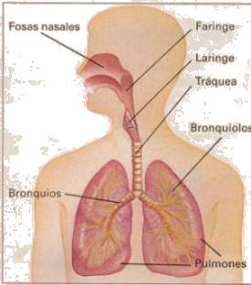 vias-respiratorias